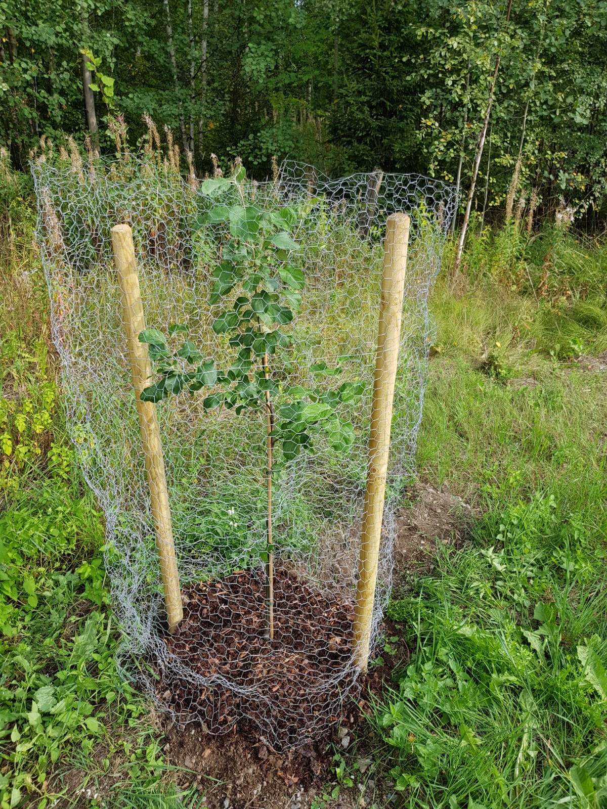 JÄNISVERKKO (silmäverkko) 1,5 x 25 m